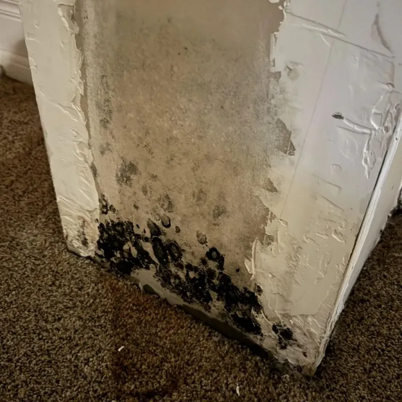 Professional Mold Removal in Todd County, MN